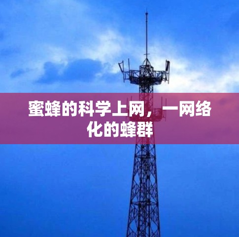 蜜蜂的科学上网,一网络化的蜂群 蜜蜂的科学上网,一网络化的蜂群