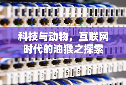 科技与动物，互联网时代的油猴之探索
