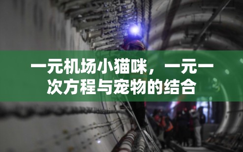 一元机场小猫咪，一元一次方程与宠物的结合